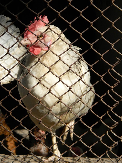 为红军注入 为红军注入